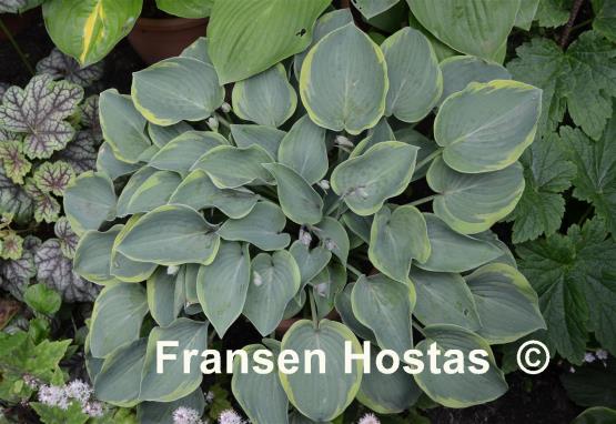 Hosta Toy Soldier